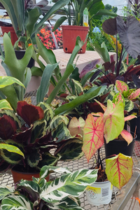 House Plants 4